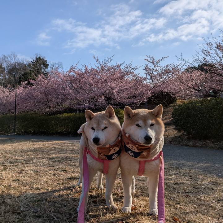 Abe3f74e 50c1 4dad bfec e5cbaae6d89f 1771732020614