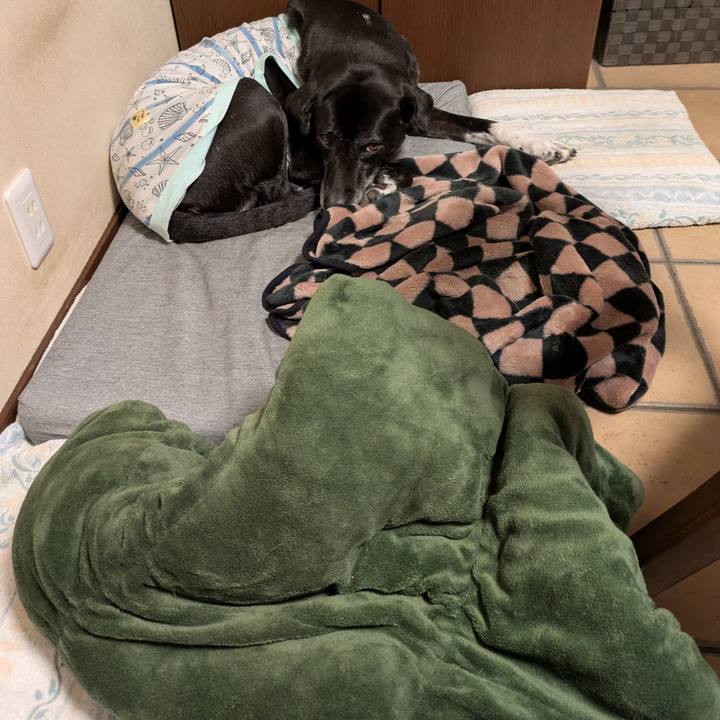 Abe48f1e 6e8b 4501 96c9 dc8389a559e1 1742335595280