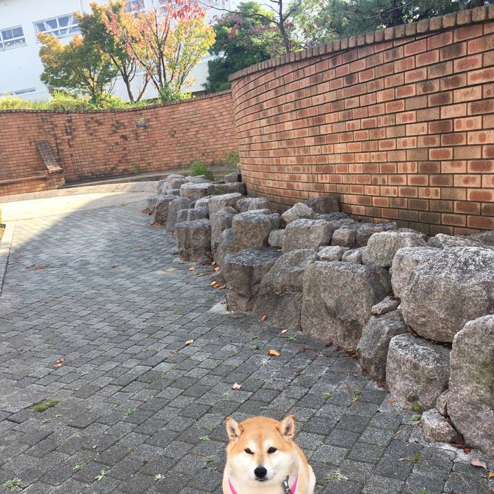 Abe4aacc 4474 4b6b afb6 816a18c0a9e6 1572668053412