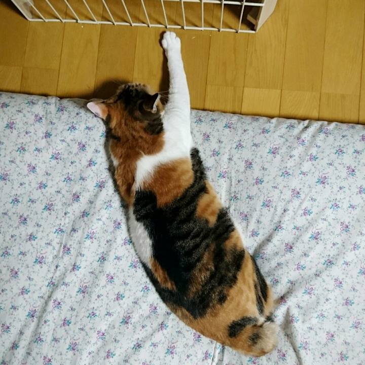 Abe4fc03 7b87 4576 bfbc b85861f56f1d 1514982146595