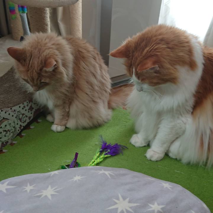 Abe664fe 3ef6 411b 9f83 a80684e5c83b 1561186198489