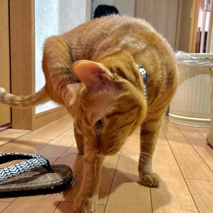 Abe6baf6 51d5 4c7c a3d8 ec9603e0655c 1757381050923