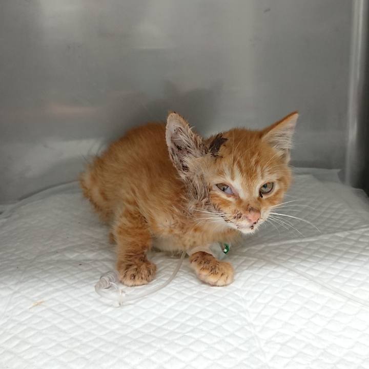 Abe864e8 d7c3 4baa a282 3d869c324c7c 1627378070550