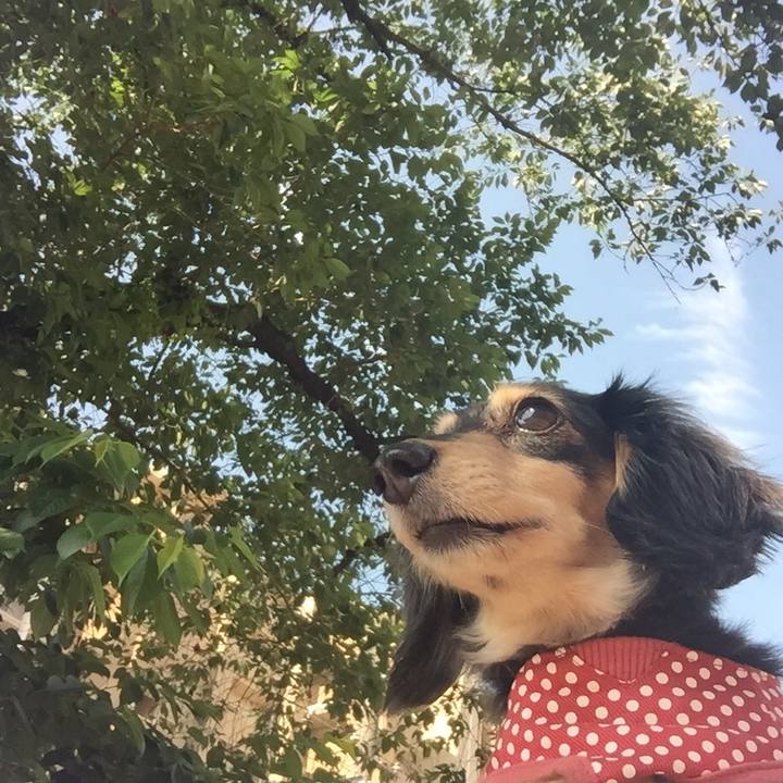 Abe91ee0 15f0 41ad 9772 953d7cb665f6 1528070344611