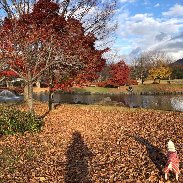 Abe97de0 374f 4c8f 9fdb 14f438bda189 1542955325484