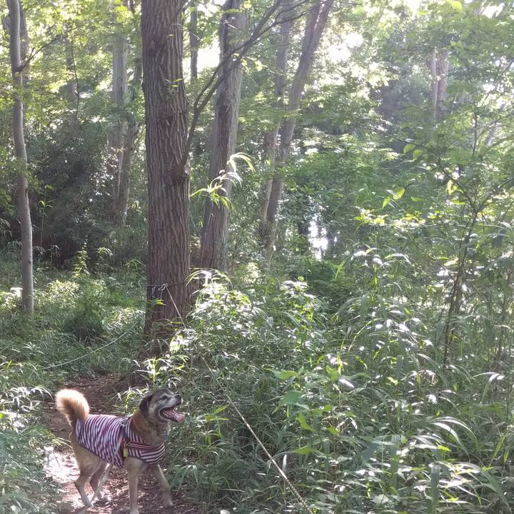 Abeaf419 660c 4bbb a231 1d901bb7b6f0 1534893732153