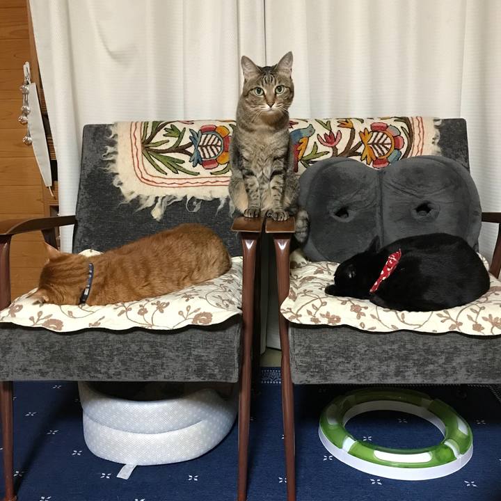 Abeed702 7866 4d4d ba49 bed21d01ce5b 1525519129244