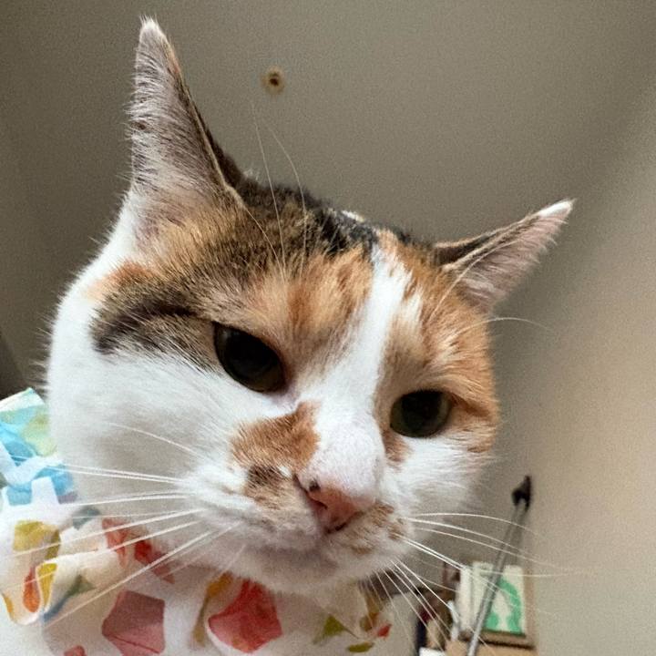 Abef2fc4 cfae 48d6 a6ff fa321c5308e4 1769038505517