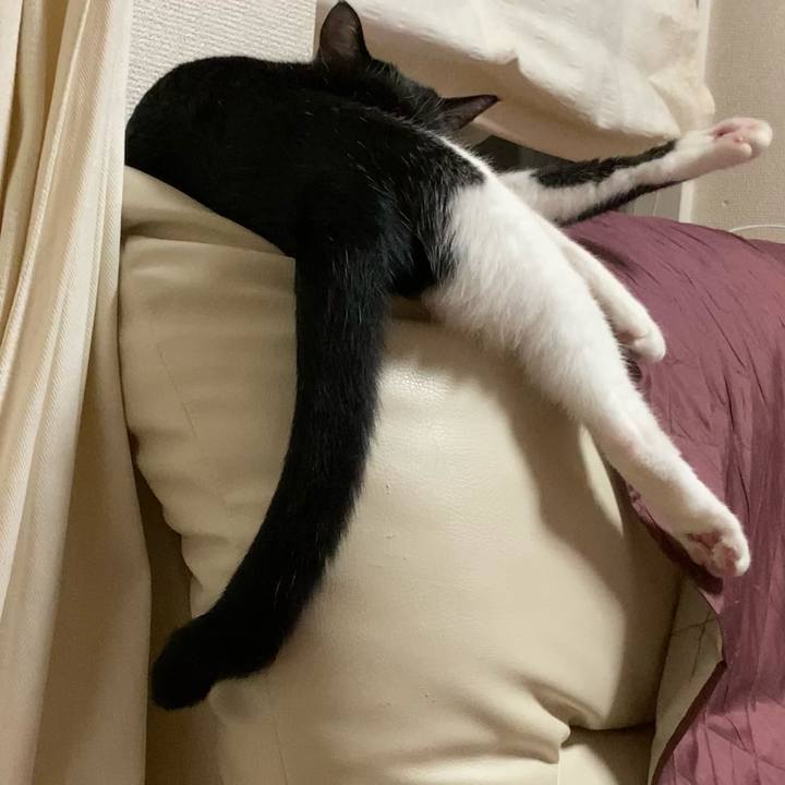 Abf5e085 49fa 48ee a983 547ac463bc77 1625949534407