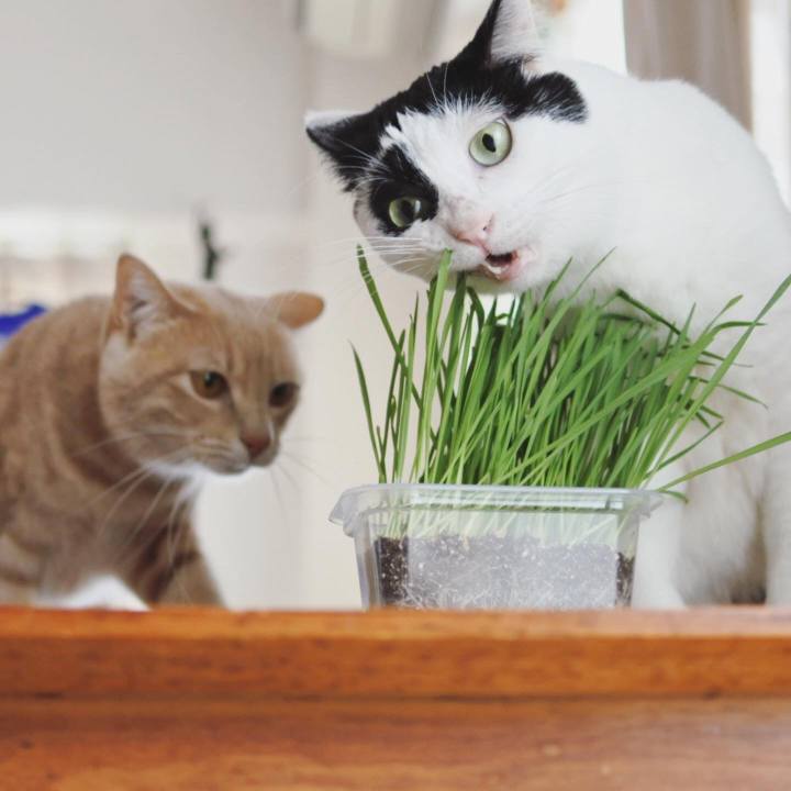 Abf66560 9d42 40a8 9b51 54ef122e0a65 1590496769995