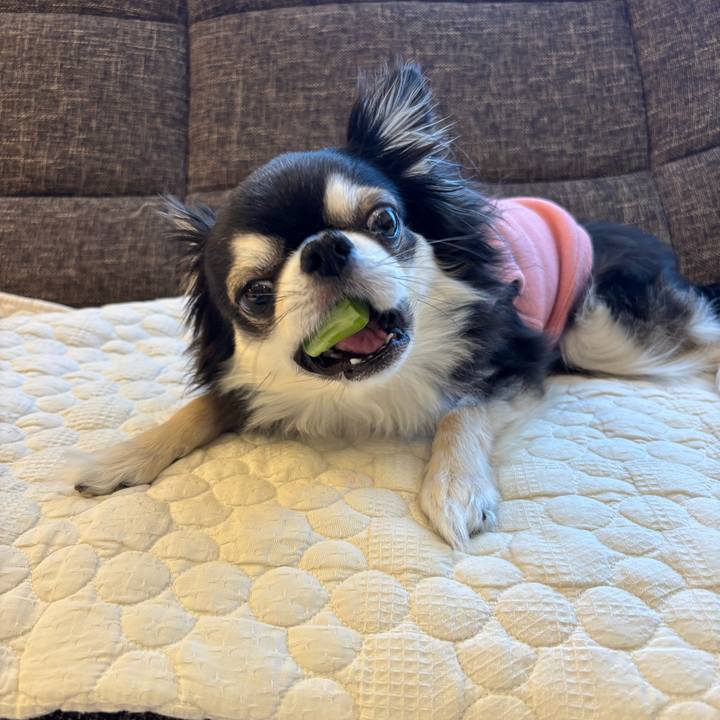 Abf6831a 1bcd 4783 afd4 9e6b0f477369 1742056636633