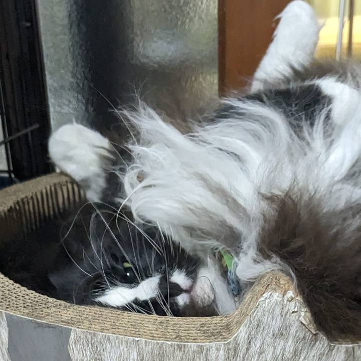 Abf6a0c6 59f7 4178 8fb5 f0a83aaf8afe 1697894434697