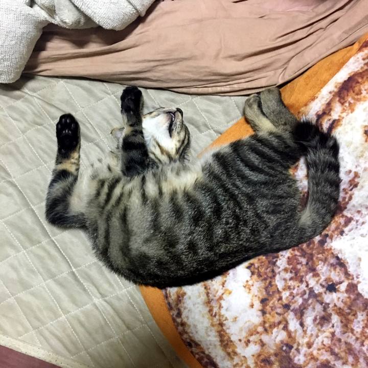 Abf7323f d7aa 46c7 b3c7 e22f434941b8 1538351008785