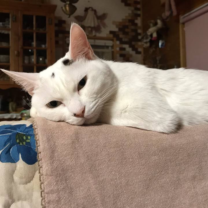 Abf90d29 0eef 4c4a a6e4 0dd0a45ce2ab 1558176229134