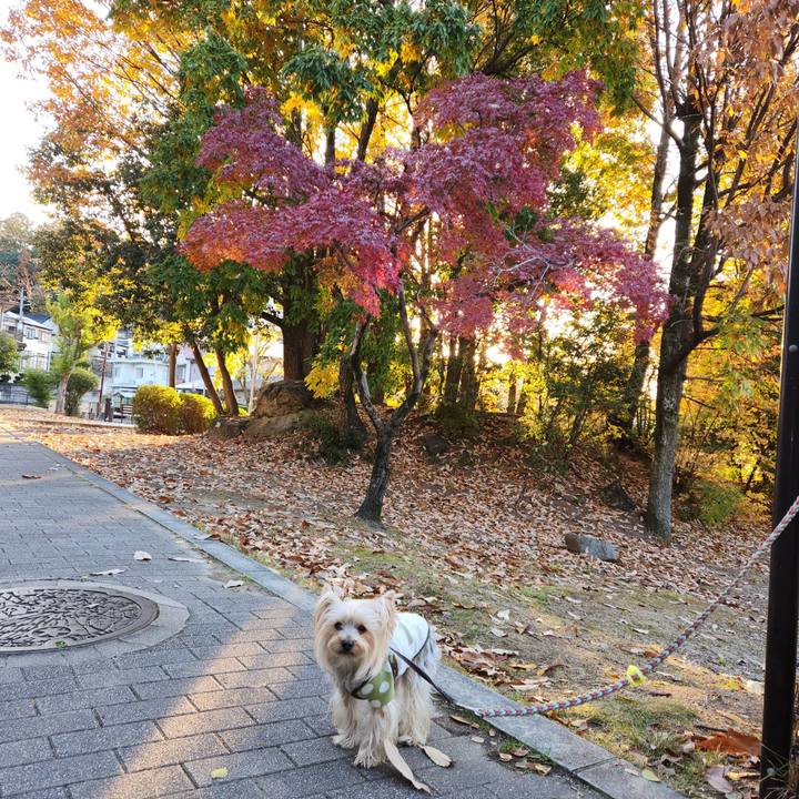 Abf9c8c8 3ce2 4262 8f71 10c0cbfe030c 1733439879982