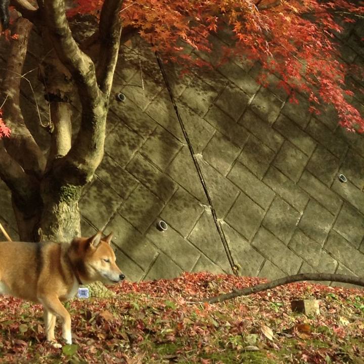 Abfa020d 909b 4e57 abcc ec6e4feb014b 1511687999960