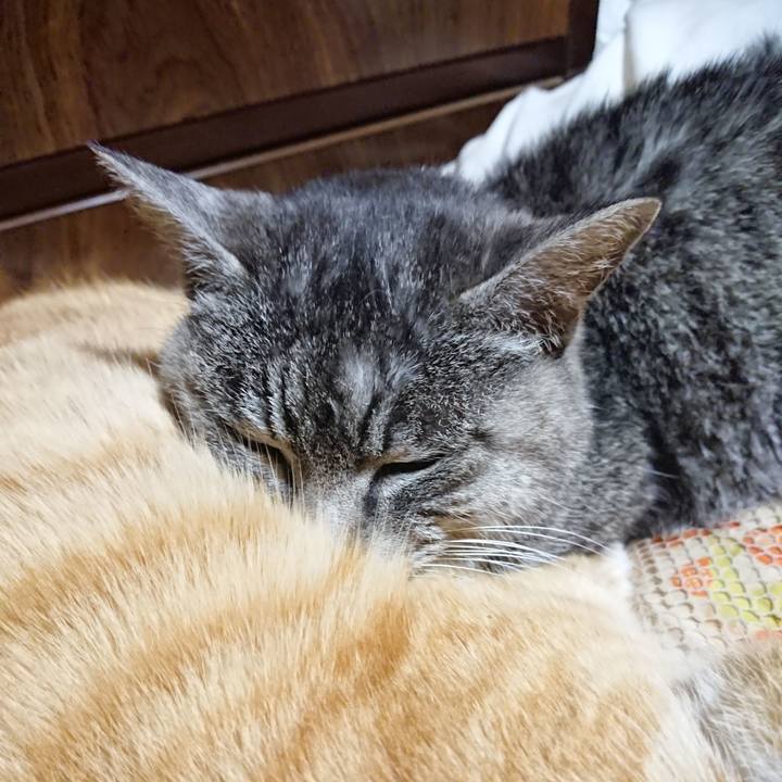 Abffc3ee 42ed 4662 abf3 52e8bbbcf411 1584274955878