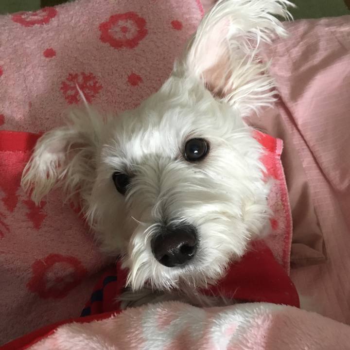 Ac035db3 dd27 4d89 b42d 5db4c74bc4c0 1515374312397