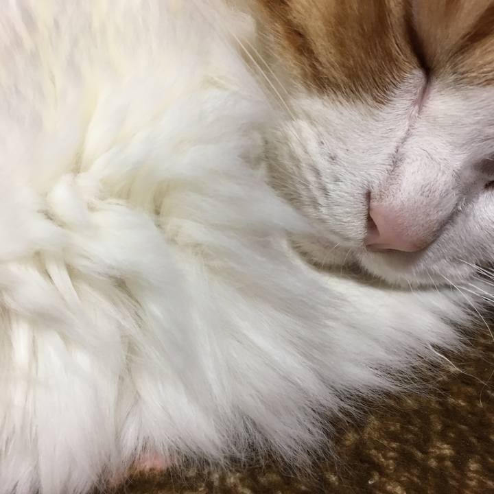 Ac04c17b 419b 477a 9b34 e3878a9a8409 1541685873640