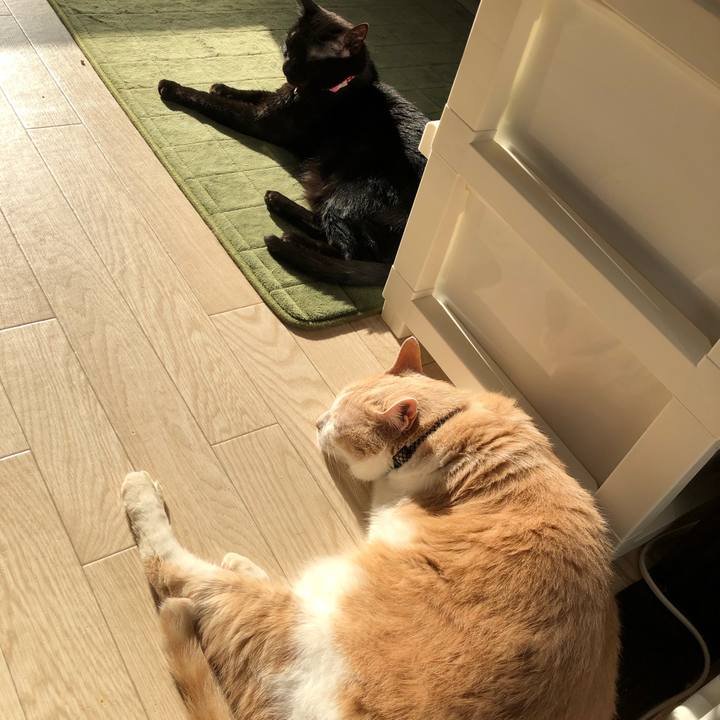 Ac0ad596 2ac2 462e a8b8 9e085c76b5fd 1618960903162