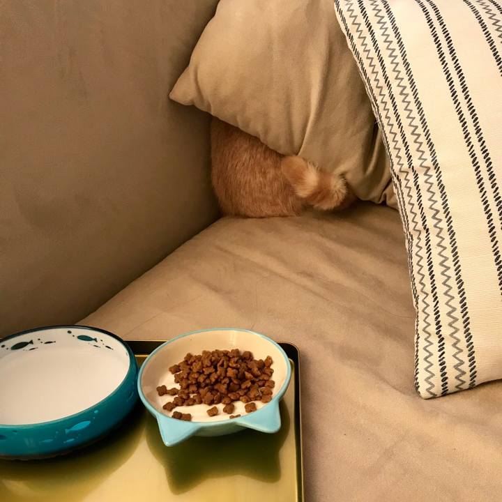 Ac0db6d7 eee4 4fed 8af5 af9eca03e3d0 1516449870540