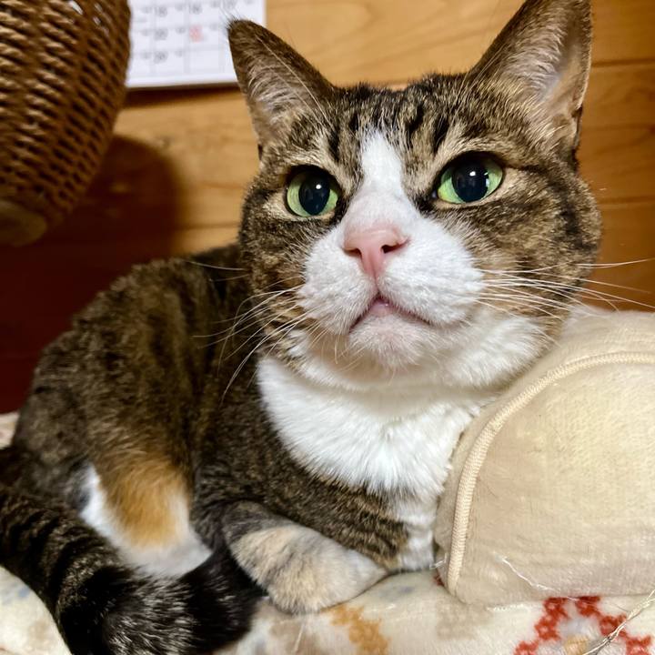 Ac10ba7e 7c76 412c b1b5 0736ea346d64 1707526479341