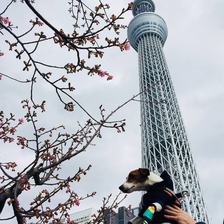 Ac13e683 d9e8 4907 a3fb 3fd6ea40eaba 1518328891213