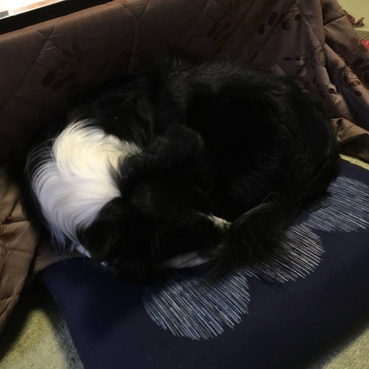 Ac14f0b9 b3b7 4334 b4ea b2d46cb496e1 1511490726508