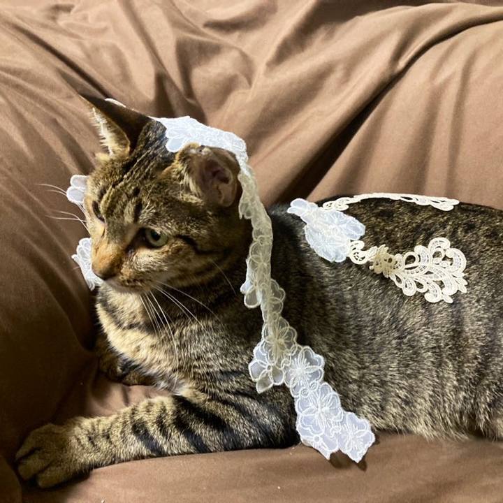 Ac168fed 5450 442c b8c3 627e93a407da 1689342274549