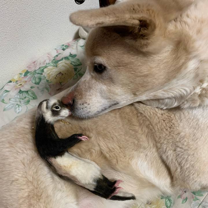 Ac16ddc2 4763 4673 bda8 c6b2af00d344 1583499177701