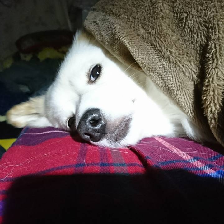 Ac184cae ea15 4b20 9ca8 0af20734324a 1513111965004