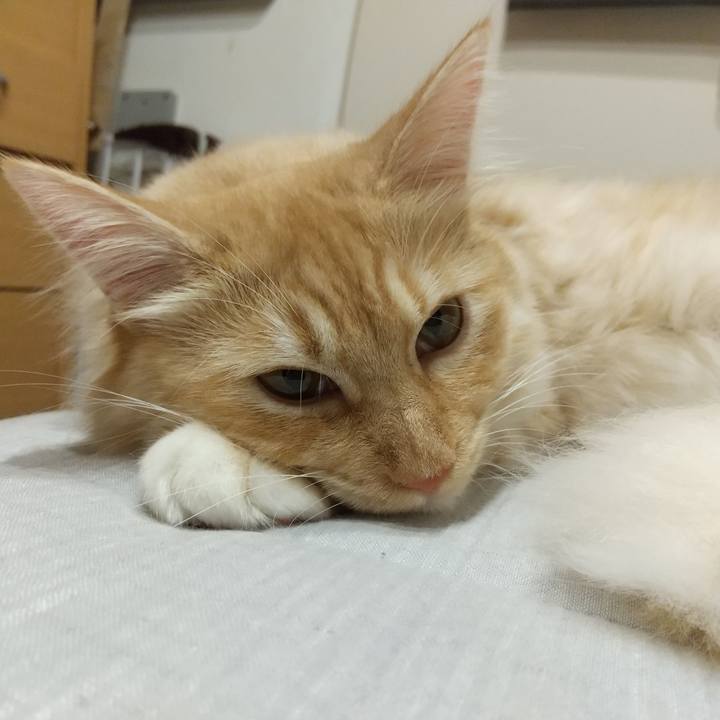 Ac18726a 7c0d 4476 8a52 ebd1fccaacd6 1626005876473