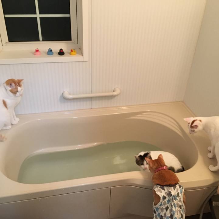 Ac1936bf 4161 408f 8b7a 4499439a680d 1512733862211