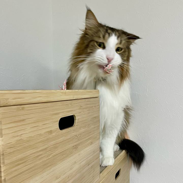 Ac1ac54d 19d0 496a a126 4c7b12ae1ae9 1709928865588