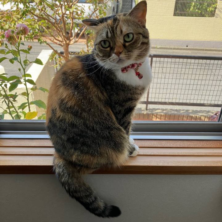 Ac1b0739 00b0 49ba 8145 02a98be0e364 1762489083024