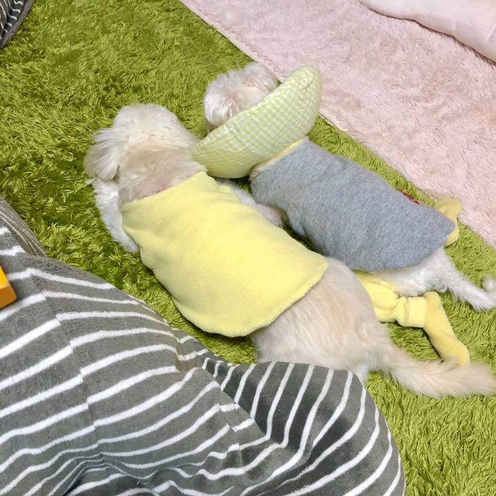 Ac2081b5 a231 4b42 af40 dfcbcfa37d26 1544834037271