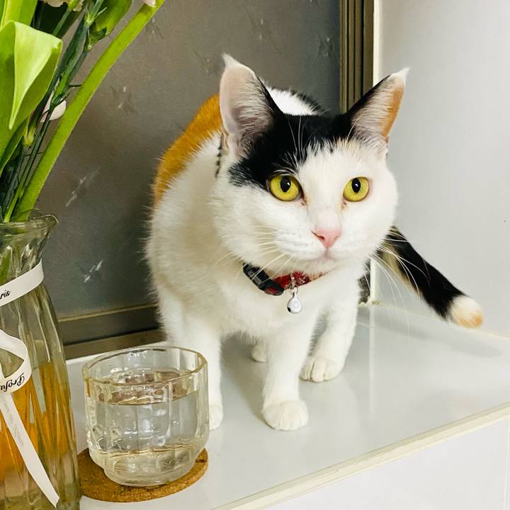 Ac222cd9 ea0a 4eb9 aebc f20b88e1ced2 1680523739948