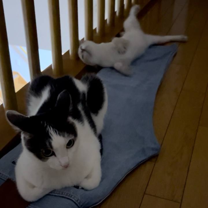 Ac266abf ee1c 4430 940c 935f5e0ad96f 1725543022933