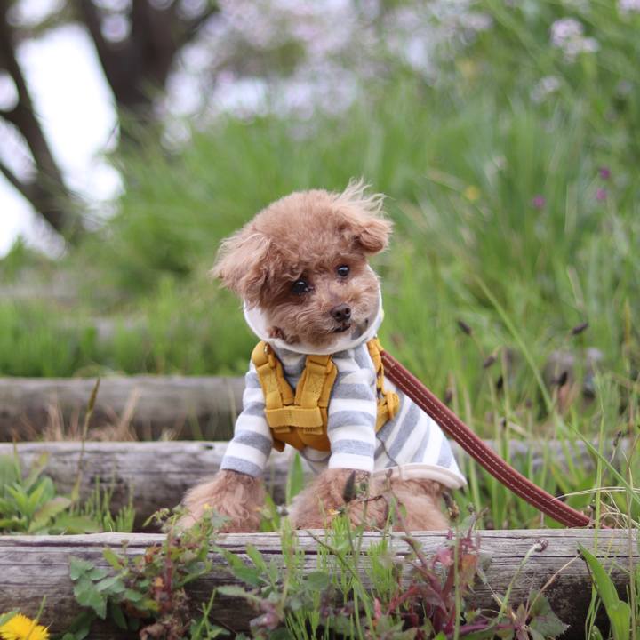 Ac274c05 180b 4d55 8f45 e07c1e75a6c1 1586672914454