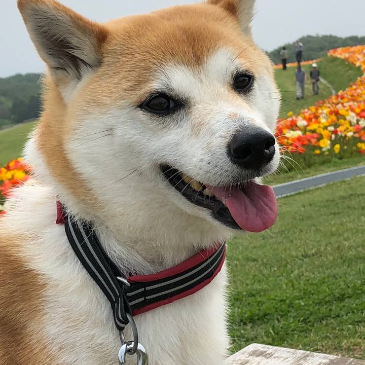 Ac2d0bed ef71 4dde b981 8e8f7a4316a2 1526641609423