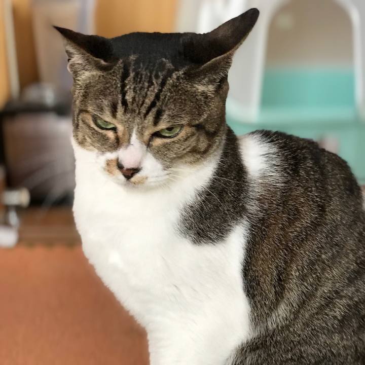 Ac2d2101 5203 4a5a b6a5 5cc338c4d07b 1525829073160