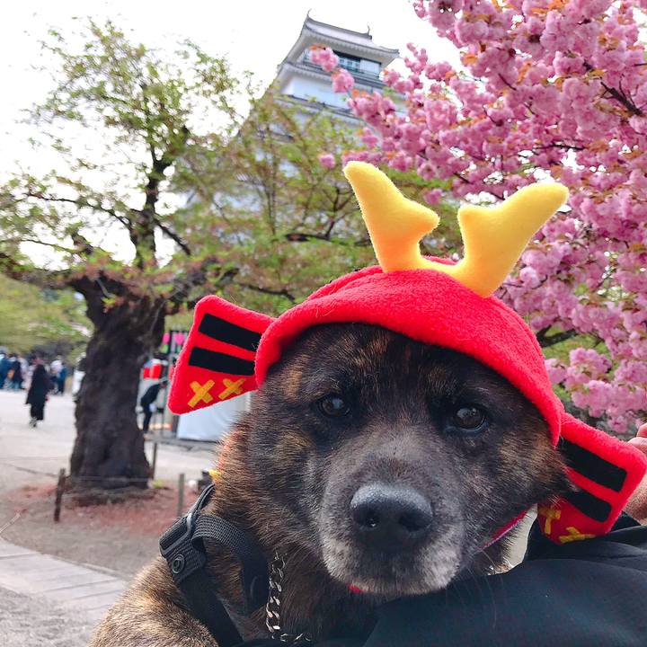 Ac2fa860 860f 4f54 aa6f a2b2360966b3 1556979130908