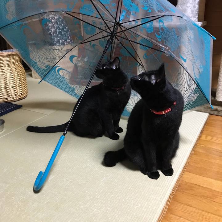 Ac303751 5431 4c2f ab8c 5cdd7f58d815 1530609989012