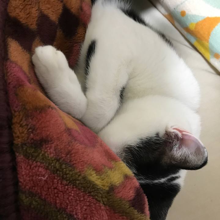 Ac31015b 7c33 4f0c b13e 57a7cd90a42c 1541244078400