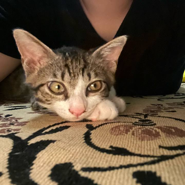 Ac334c8e 2dc5 4f0c a207 be98c38bf06c 1723120368332