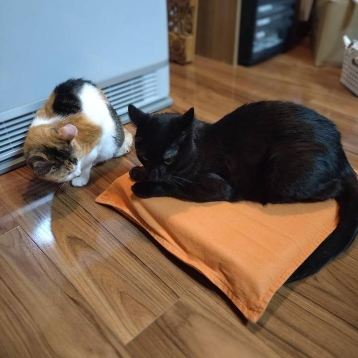 Ac336972 8a24 4ad8 a1a8 b5f5099ff152 1762599581621