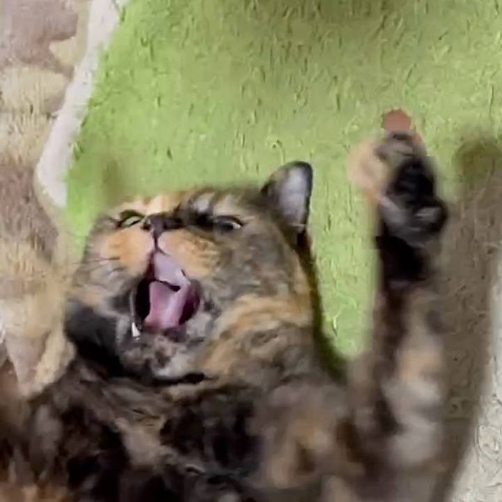 Ac351582 297f 42f8 8280 2ca416565eab 1750796993447