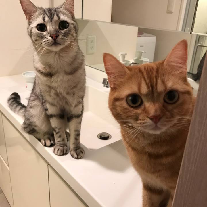 Ac3633bc 0e89 4ef0 aae4 e96fa02714fa 1527399742183