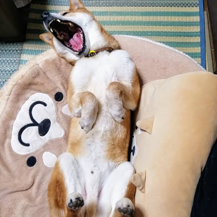 Ac36631d 817a 4c2d b629 9f057eb2cd98 1589202045297