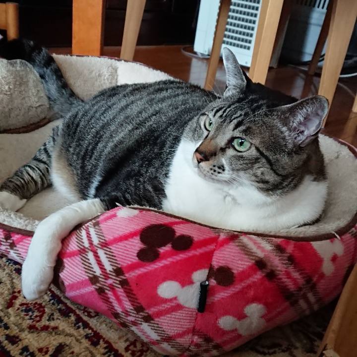 Ac3bdf71 3dce 4c0a 9090 cac4f9413932 1543408923811